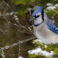 Blue Jay in the Pines