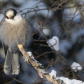 Canada Jay In The Pines
