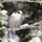 Canada Jay In The Pines