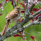 Brown Thrasher in Dogwood Tree