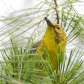 Pine Warbler in the Pines with Bug