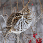 Ruffed Grouse In the Brush