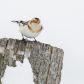 Snow Bunting on Wolfe Island