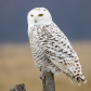 Snowy Owl Amherst Island