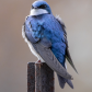 Tree Swallow Posing in the Sun