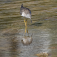 I'm So Pretty! Yellowlegs Admiring Himself