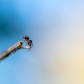 Spider 3