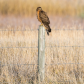 Northern Harrier