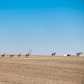 Pronghorn and Snow Geese