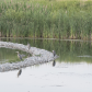 Heron Gathering