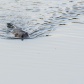 Swim