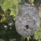 Hornets Nest
