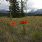 Field of Orange