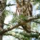 Sweet female saw-whet owl (Aegolius acadicus)