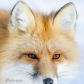 Sweet rejected Vixen 