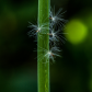 Dandelion Seeds
