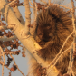 Golden porcupine 
