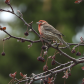 Pretty bird