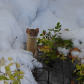 Snowy hunter