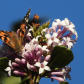 Butterflower