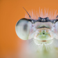 damselfly