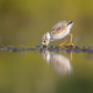 plover chick