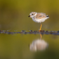 plover chick