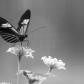 Butterfly Black & White