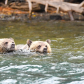 Swimming Cubs