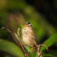 Singing in the Sun