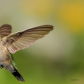 Mid Flight