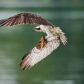 Osprey with Catfish