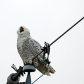 Theatrical Snowy Owl Yawn