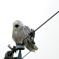 Tired Snowy Owl