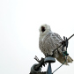 Yawning Snowy Owl