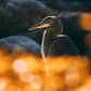Blue heron 