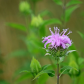 Wild Bergamot