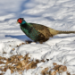 Melanistic 'Black' Pheasant