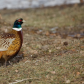 Ring-necked Pheasant