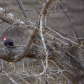 Pileated Woodpecker