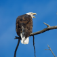 Vocal Bald Eagle 