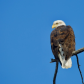 Majestic Bald Eagle 