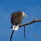 Irritated Bald Eagle 