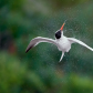 Caspian Tern