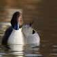 Northern Pintail