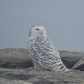 Snowy Owl