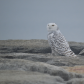 Snowy Owl