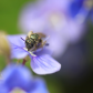 From petals to pollen