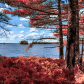 Pink and orange autumn leaves