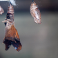 Hatching Butterfly